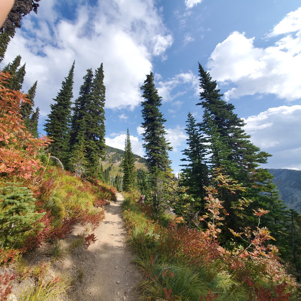 trail leading into forested mountains