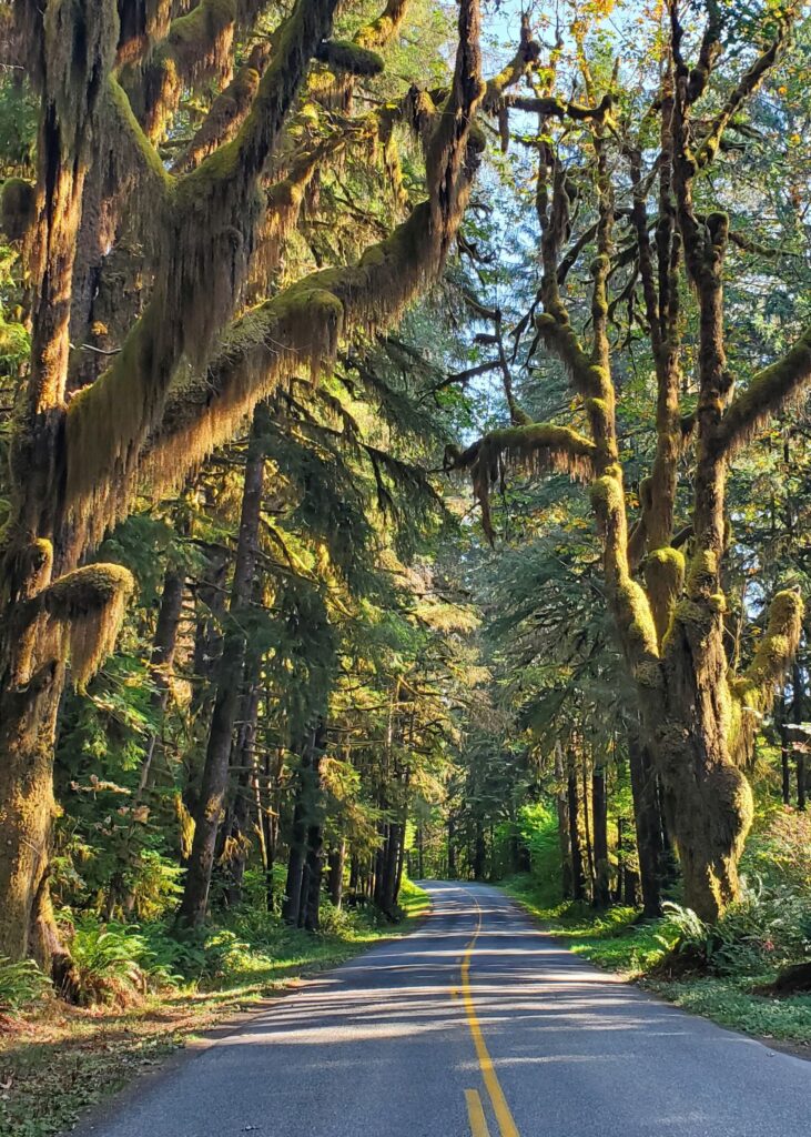 Going into the Hoh rainforest with tall mossy trees.